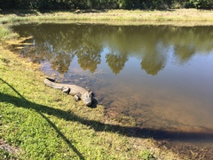 Alligator mississippiensis