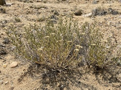 Brickellia oblongifolia