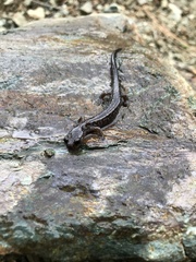 Plethodon stormi