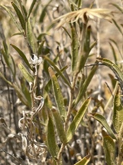 Brickellia oblongifolia