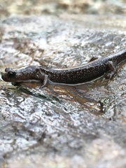 Plethodon stormi