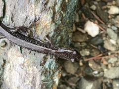 Plethodon stormi