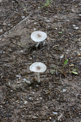 Agaricales
