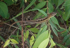 Anolis auratus