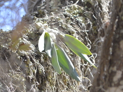 Prosthechea karwinskii