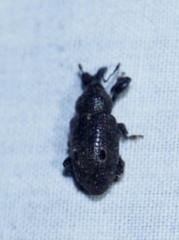 Heilus bioculatus