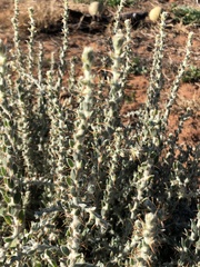 Sclerolaena birchii