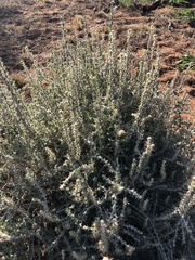 Sclerolaena birchii