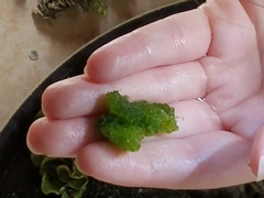 Boodlea composita