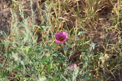 Argemone sanguinea