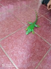 Iguana iguana
