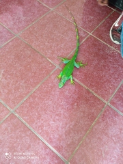 Iguana iguana