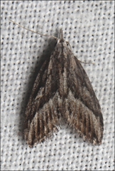Nola phaeogramma