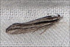 Leptosaces schistopa