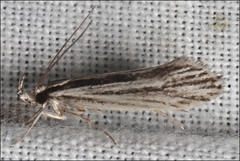 Leptosaces schistopa