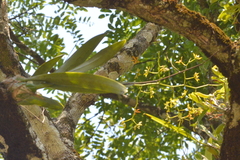 Encyclia rzedowskiana