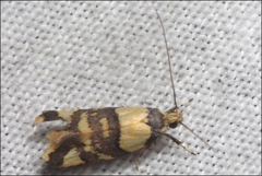 Callithauma callianthes