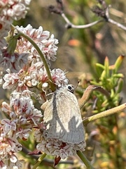 Satyrium saepium