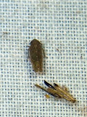 Deltocephalini