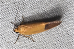 Echinocosma catachrysa