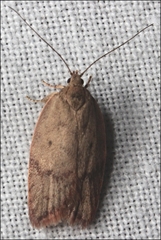 Garrha limbata