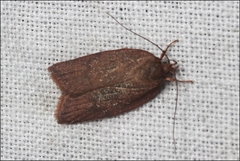 Garrha limbata