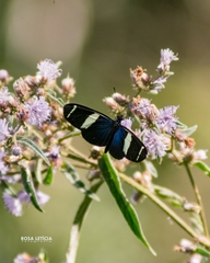 Heliconius sara apseudes