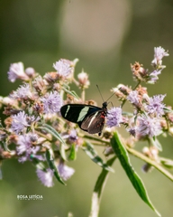 Heliconius sara apseudes