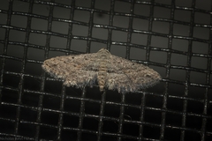 Araeopteron canescens