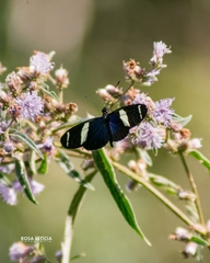 Heliconius sara apseudes