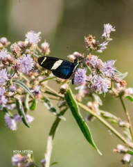 Heliconius sara apseudes