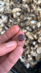 Strongylocentrotidae