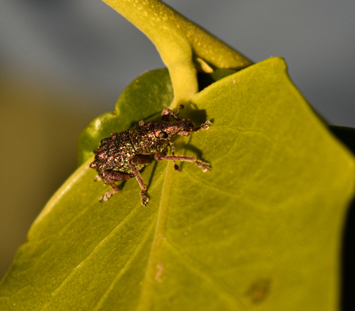 Megalometis aureosquamosus
