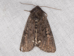 Melanchra pulverulenta