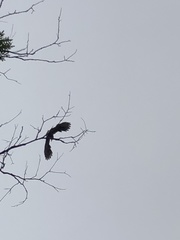 Corvus brachyrhynchos