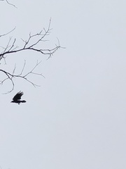 Corvus brachyrhynchos