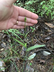 Platanthera ciliaris