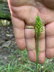Platanthera ciliaris