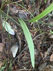 Platanthera ciliaris