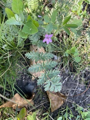 Erodium cicutarium