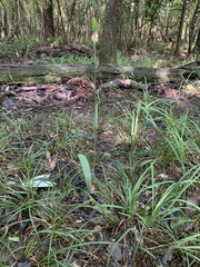 Platanthera ciliaris