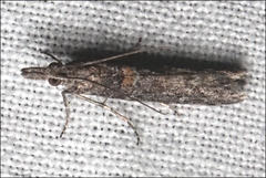 Crocydopora cinigerella