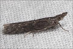 Crocydopora cinigerella