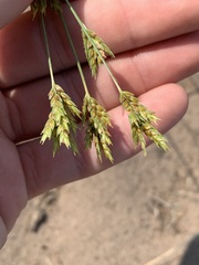 Cyperus schweinitzii