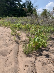 Cyperus schweinitzii