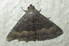 Eublemma nigrivitta