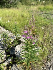 Chamaenerion angustifolium