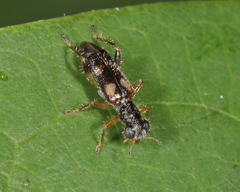 Phyllobaenus pallipennis