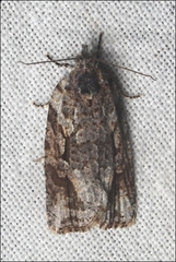 Thrincophora signigerana