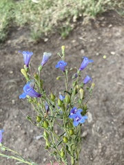 Penstemon humilis